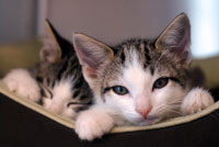 Cats fixed for FREE
