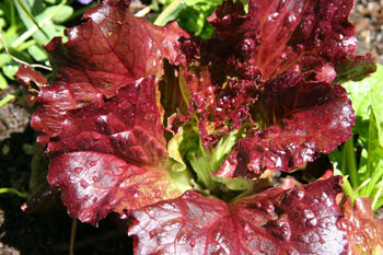 Red lettuce