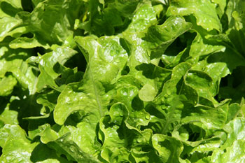 Green Lettuce