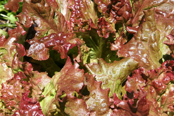 Red Lettuce