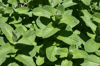 Mint Leaves