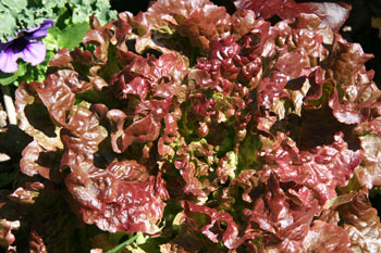 Red Lettuce